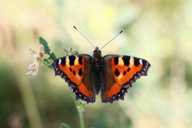 La mia prima Aglais urticae